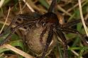 Dolomedes_plantarius_D5145_Z_91_Canal du Nivernais_Frankrijk